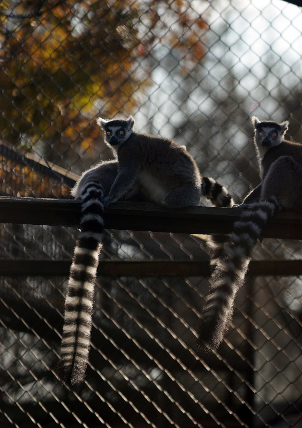 Gyűrűsfarkú majom